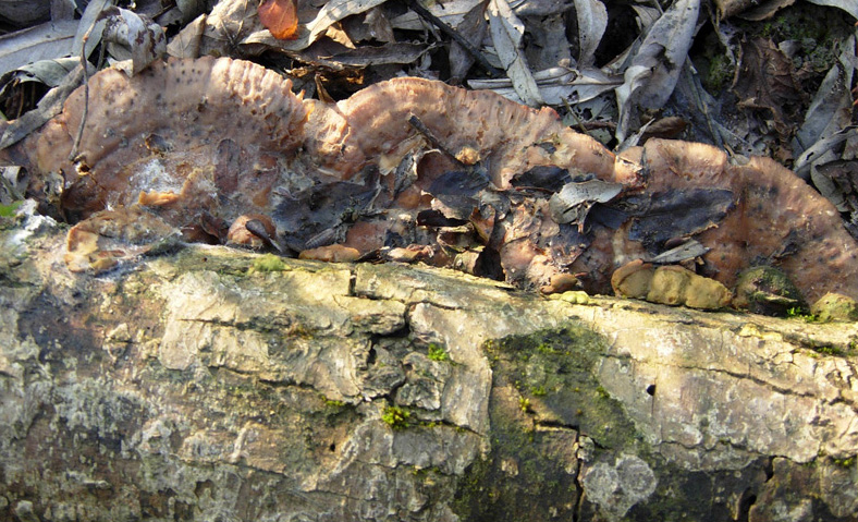 Lignicolo da determinare (Bjerkandera fumosa)
